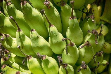 Closeup yeşil muz ağacı, doku ve arka plan