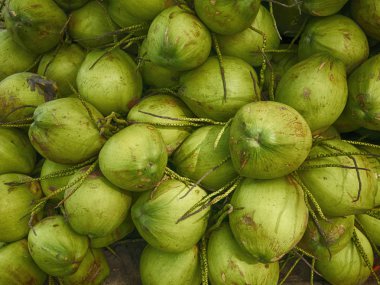 Yeşil Hindistan cevizi meyve, doku ve arka plan Hindistan cevizi meyve