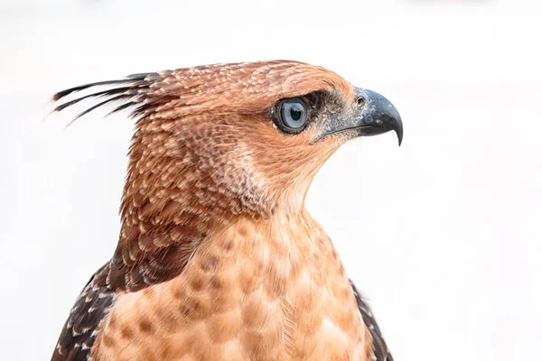 Λοφιοφόρη διπλοσάινο ή Accipiter trivirgatus λευκό τροπικό ασιατικό χα — Φωτογραφία Αρχείου