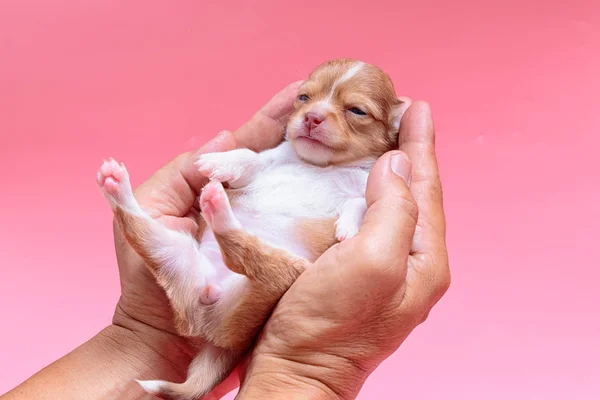 Νεογέννητο κουτάβι Chihuahua κοιμάται σε χέρι του άνδρα — Φωτογραφία Αρχείου