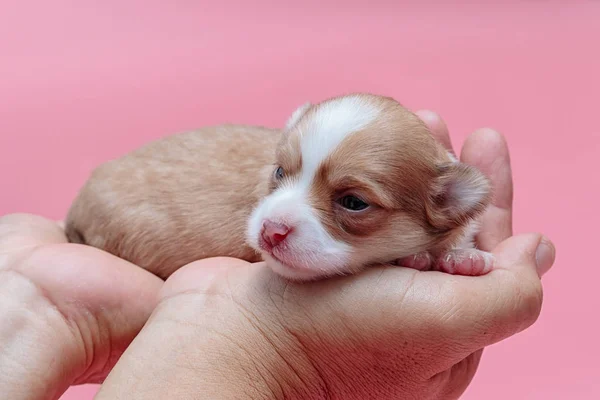 Újszülött kiskutya Chihuahua alszik a férfi kezét — Stock Fotó