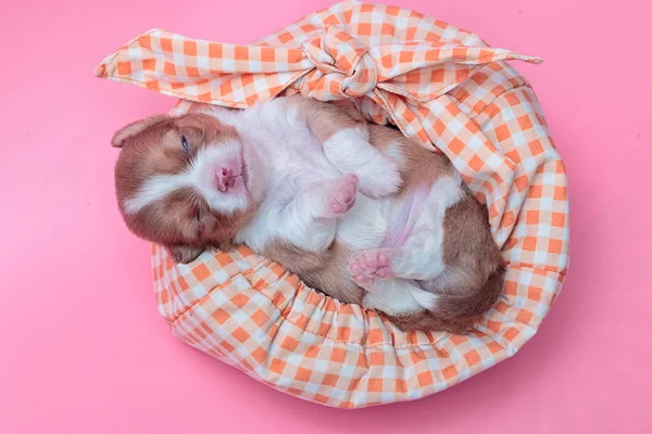 Newborn puppy Chihuahua sleeps on colorful bag