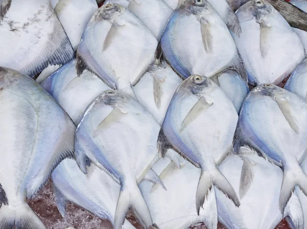 해산물 시장에서 신선한 백색 병 어 물고기 — 스톡 사진