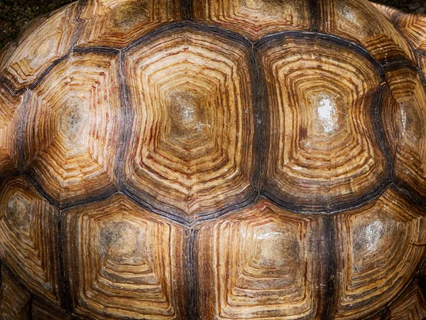 Primer plano de la concha de tortuga texturizada y fondo . —  Fotos de Stock