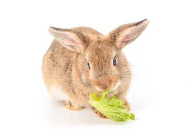Kahverengi kısa saçlı bebek tavşan beyaz sebze yemek 