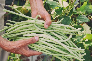 Closeup el uzun fasulye garden.harvest kavram olarak tutulur.