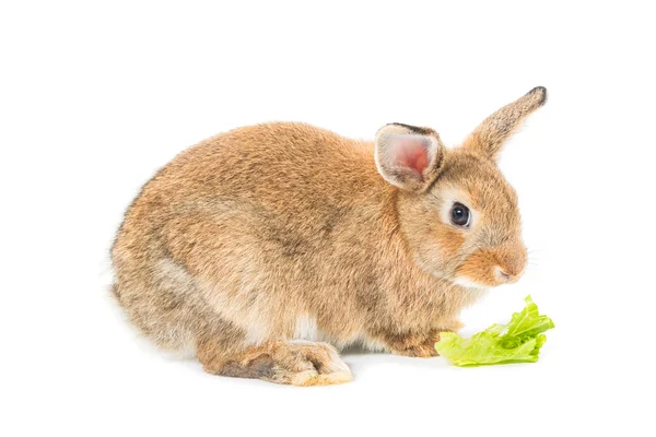 Kahverengi kısa saçlı bebek tavşan beyaz sebze yemek — Stok fotoğraf