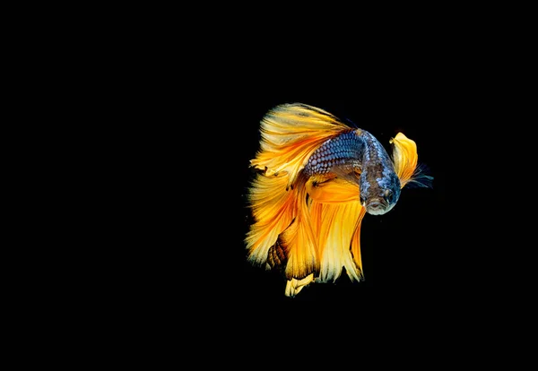 Betta peixes, peixes siameses de combate "Half moon" isolado — Fotografia de Stock