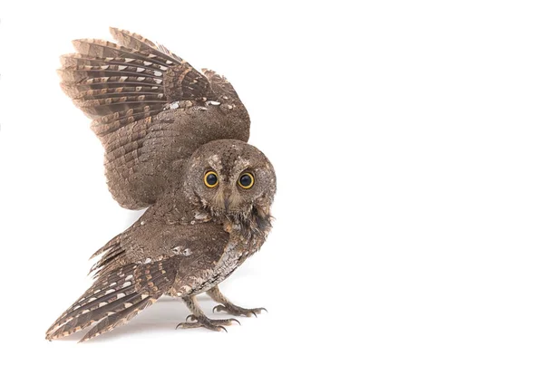 Oriental scops-owl isolate on white background — Stock Photo, Image