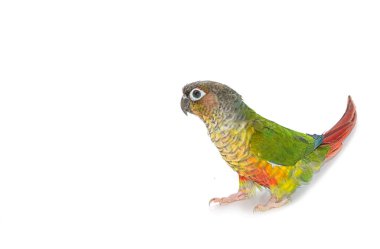 Beyaz zemin üzerine yeşil yanaklı conure kuş