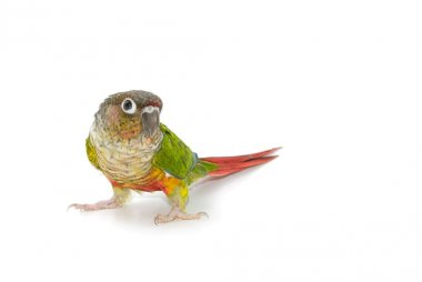 Beyaz zemin üzerine yeşil yanaklı conure kuş