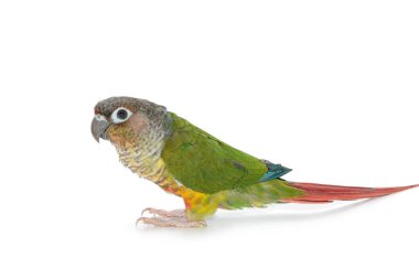 Beyaz zemin üzerine yeşil yanaklı conure kuş