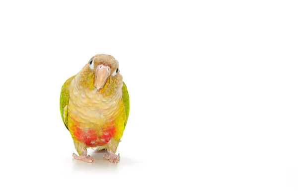 Grünwangen conure Vogel auf weißem Hintergrund — Stockfoto