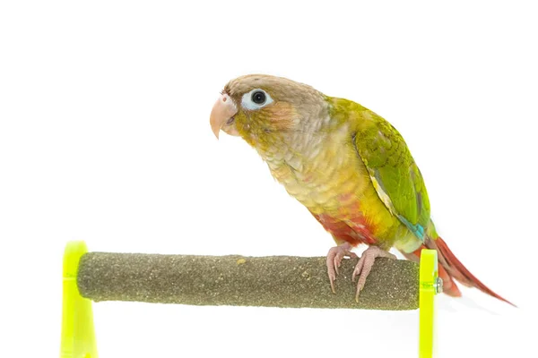 Green policzki conure ptak na gałęzi — Zdjęcie stockowe