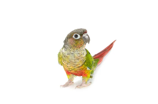 Ptak conure policzki Green na białym tle — Zdjęcie stockowe