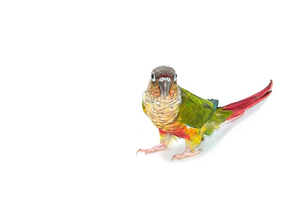 Grünwangen conure Vogel auf weißem Hintergrund — Stockfoto