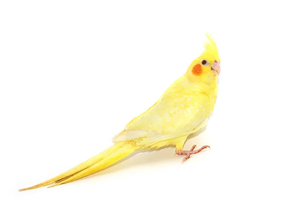Sidovy av en nymfparakit fågel, isolera på vit — Stockfoto