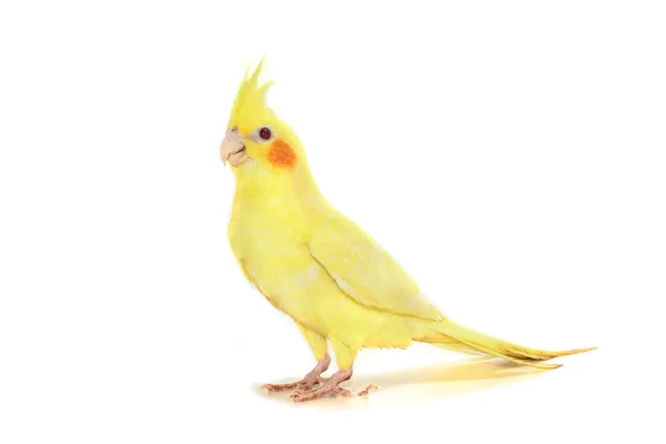 Petsupplies kuş, beyaz ayrı tut yan görünüm — Stok fotoğraf