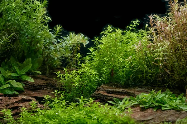 Aquarium plants decoration, aquatic fern and aquarium plant grow