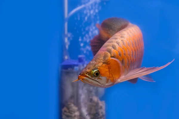 Asiatico rosso arowana pesce nuota in un acquario . — Foto Stock