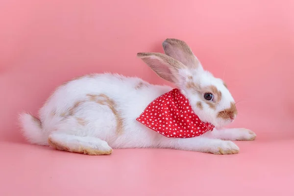 Coelho bonito isolado em fundo rosa — Fotografia de Stock