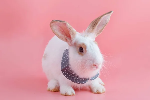 Coelho bonito isolado em fundo rosa — Fotografia de Stock