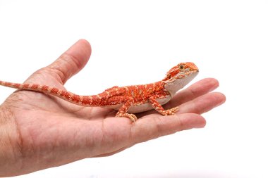 Yandan, üzerinde beyaz bac izole sakallı Ejder (pogona vitticeps)