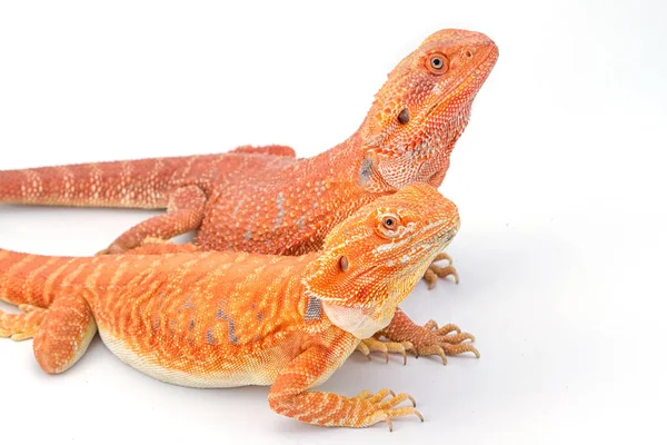 Dois dragões barbudos (pogona vitticeps) isolados em backgro branco — Fotografia de Stock