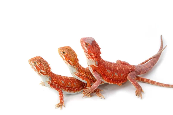 Três dragões barbudos (pogona vitticeps) isolados em backg branco — Fotografia de Stock