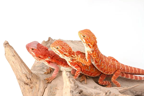 Три бородатых дракона (pogona vitticeps), изолированные на белой спине — стоковое фото