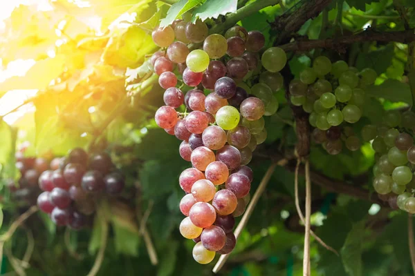 Närbild på vingård med mogna druvor. Vackra röda druvor rea — Stockfoto