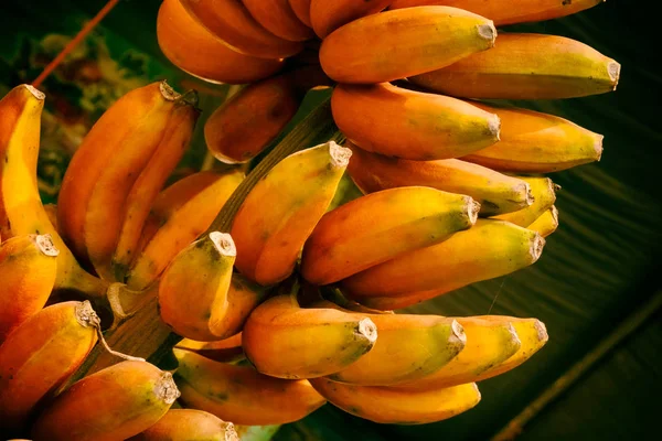 Rode banaan, Musa Banana (Musa paradisiaca) — Stockfoto