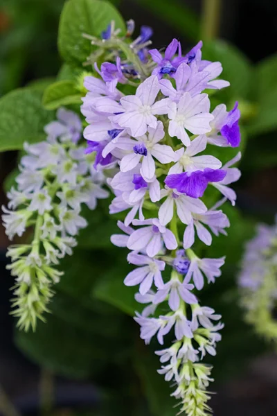 Zbliżenie purpurowy wieniec królowej wieniec papieru Sandowego Vine Bluebird VIN — Zdjęcie stockowe