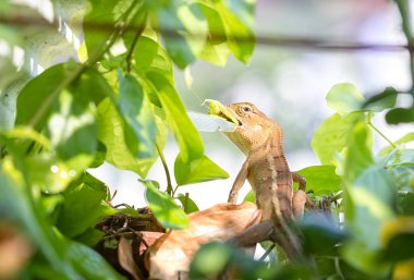 Brown Lizard on tree  clipart