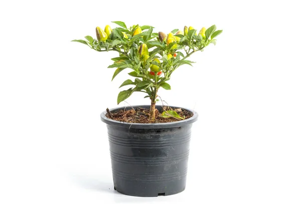 Closeup ornamental pepper on flower pot — Stock Photo, Image