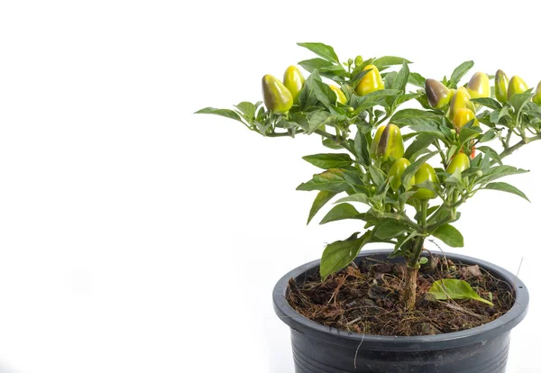 Closeup ornamental pepper on flower pot ready for planting — Stock Photo, Image