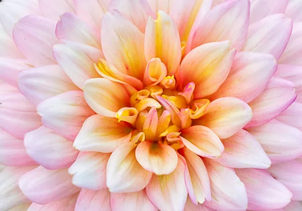 Closeup Dahlia Flower Blooming — Stock Photo, Image