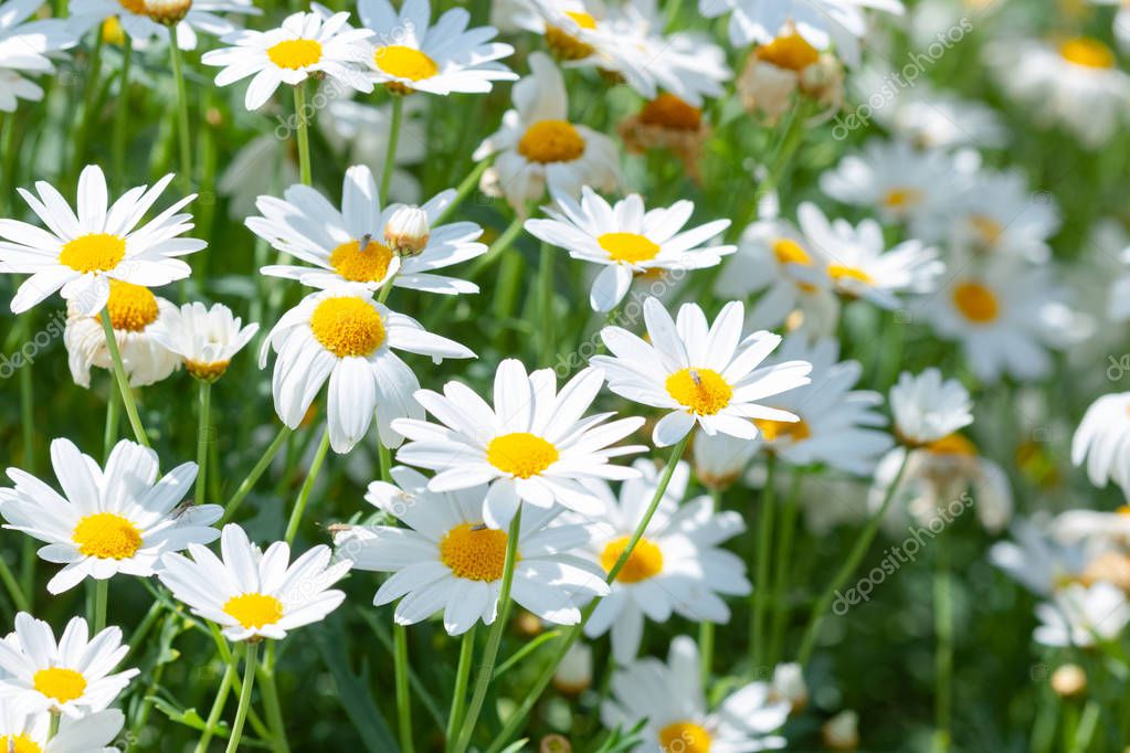 Beautiful white daisies flowers in the garden
