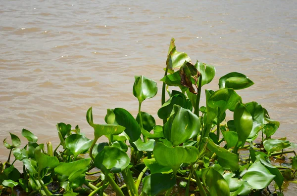 Um aglomerado de plantas de água verde em um rio marrom . — Fotografia de Stock