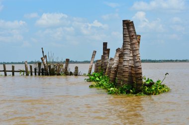 Vietnam Mekong Deltası'nda bir dalgakıran olarak kullanılan ağaç gövdeleri.