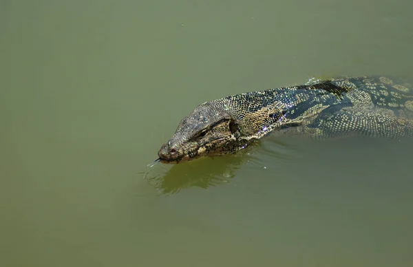 Um grande lagarto monitor em uma lagoa de água verde . — Fotografia de Stock