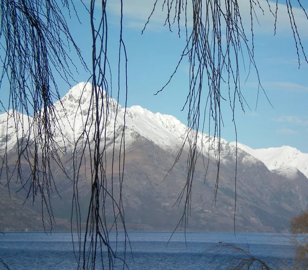 Bare tree branches against snow-covered mountains. — Stock Photo, Image