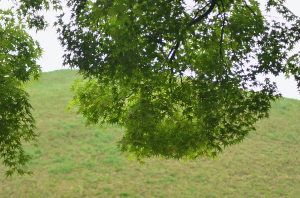 Ağaçların yapraklarının arasından görünen çimenlerle kaplı bir tepe.. — Stok fotoğraf