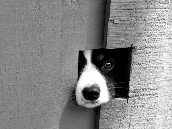 Una imagen en blanco y negro de un cachorro mirando a través de un agujero en una valla.. —  Fotos de Stock