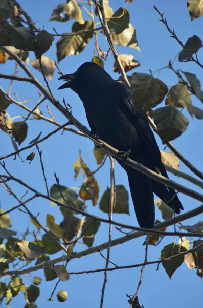 枝や葉に囲まれた木に黒い鳥が閉じ込められています 彼はプロフィールにあり くちばしが開いている 空は青い — ストック写真