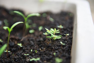 Yeşil planı beyaz tencere ve makro görünümü