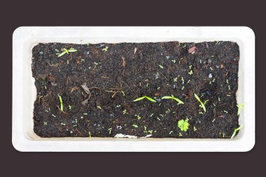 Yeşil planı beyaz tencere ve üstten görünüm