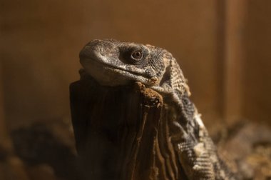 kertenkele terrarium içinde