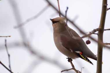 İpekkuyruk ağaç üzerinde