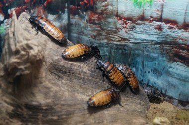 Ahşap üzerine hamamböceği